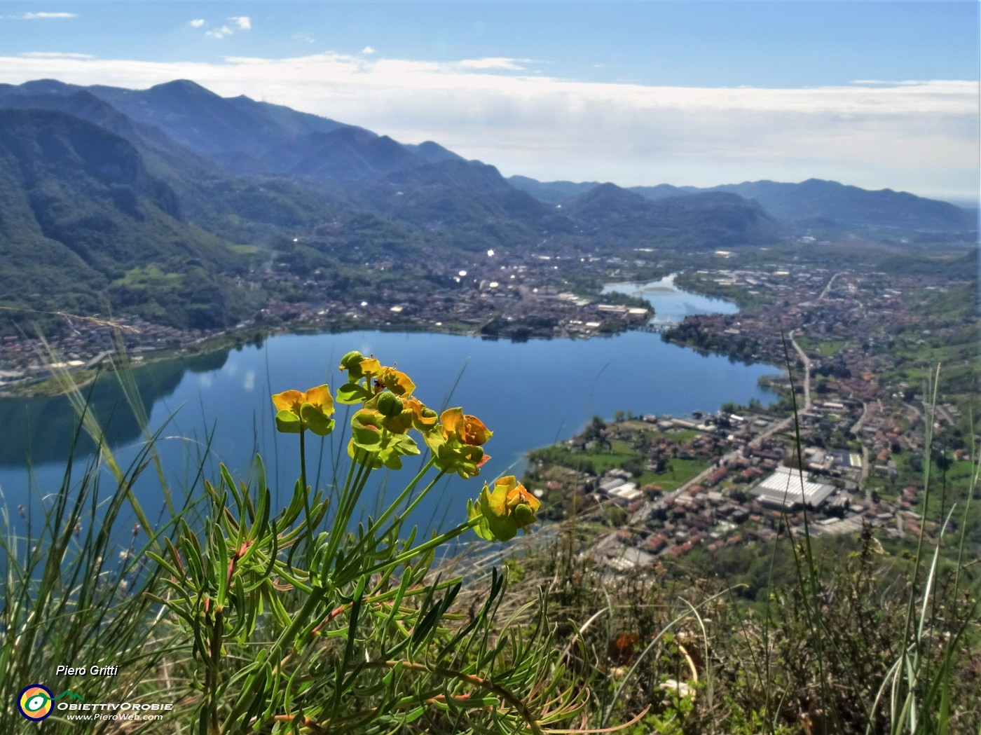 22 Euforbia nicaeensis con vista sul lago di Olginate-Garlate.JPG